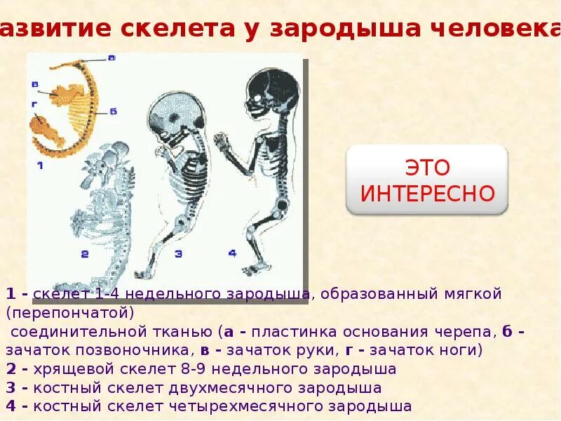 Осевой скелет эмбриона. Скелетная система стадии развития. Осевой скелет эмбриона. Формирование скелета у ребенка. Этапы развития скелета.
