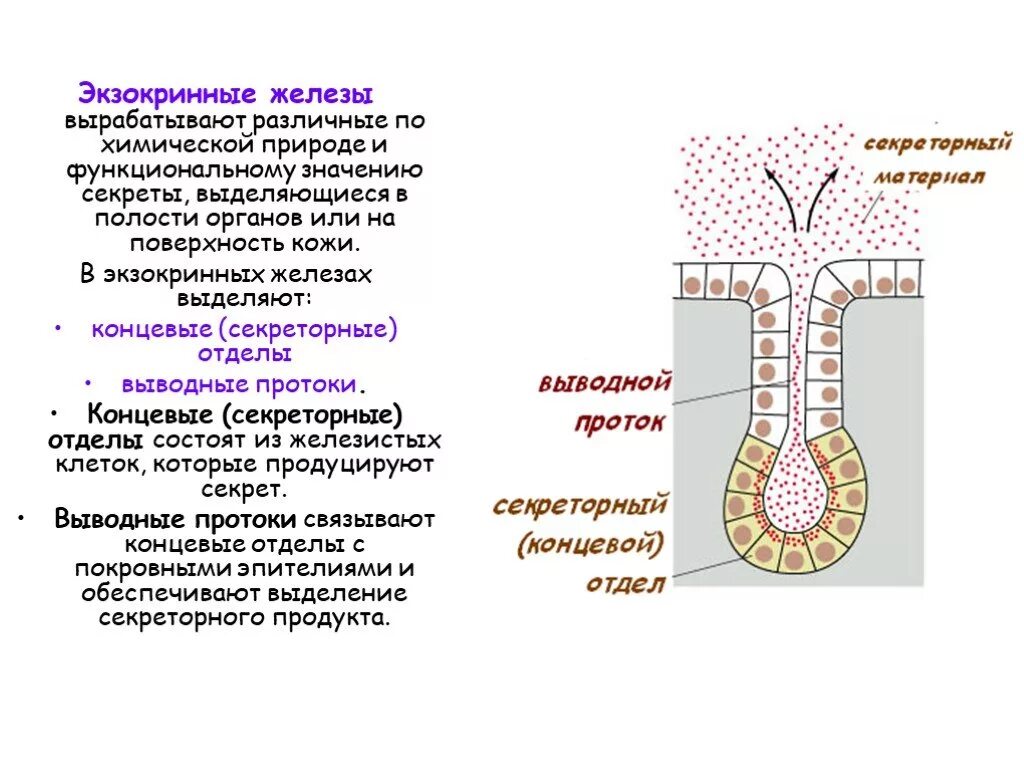 Концевой отдел и выводной проток. Концевые отделы и выводные протоки желез. Железистый (секреторный) эпителий. Концевой отдел и выводной проток железы. Экзокринные железы выводные протоки