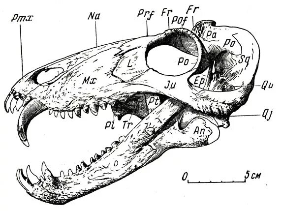 Череп пресмыкающихся строение. Строение черепа пресмыкающихся. Череп дельфина строение черепа сбоку. Череп дельфина сбоку. Череп рептилий.