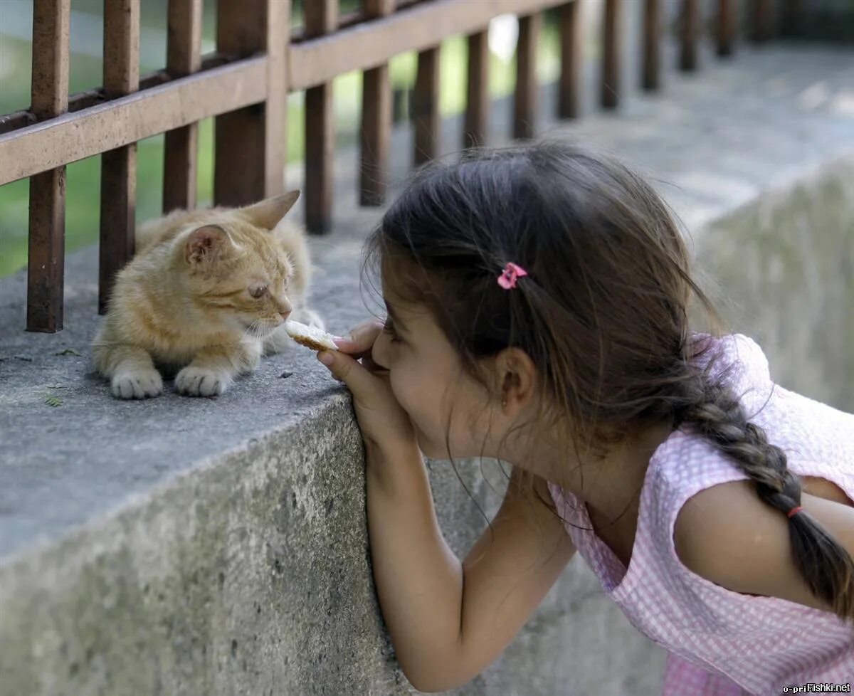 Кошка доброта. Девочка с котятами. Дети и бездомные животные. Девочка и котенок на улице. Мама помоги котенку