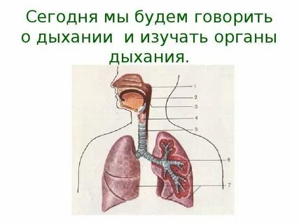 Дыхание 4 класс