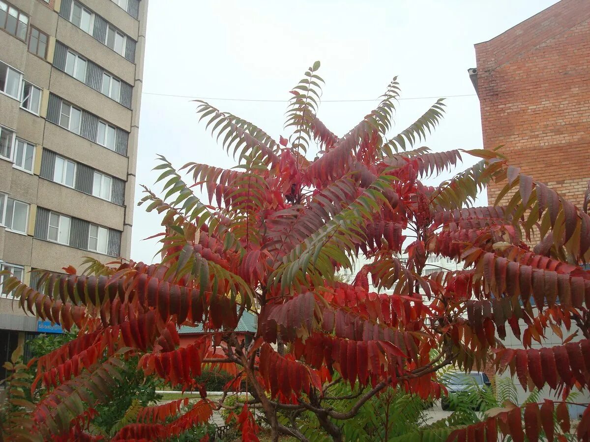 Сумах пушистый оленерогий уксусное дерево. Сумах уксусный Rhus typhina. Сумах оленерогий. Сумах пушистый оленерогий.