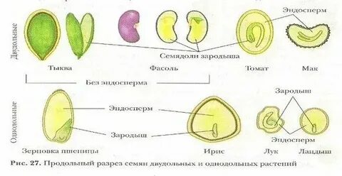 Яблоня однодольное или двудольное