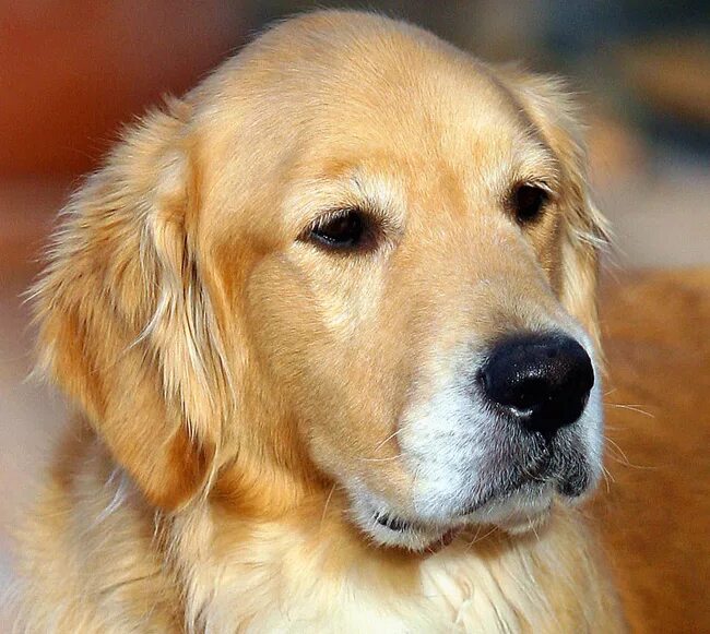 бежевая собака. лабрадор ретривер короткошерстный. лабрадор ретривер золотистый. лабрадор ретривер палевый. порода собак гладкошерстный лабрадор.