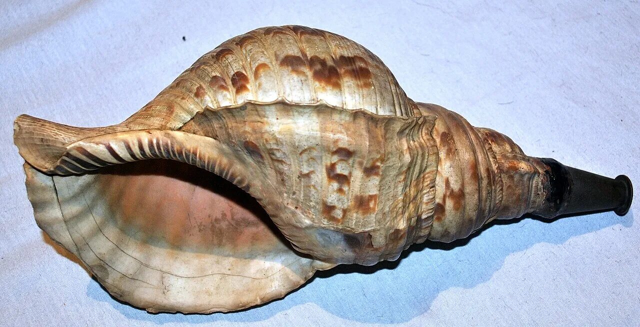 Раковина Conch Shell. Харония Тритонис. Conch Shell Trumpet. Шанкха инструмент. Рог глубин