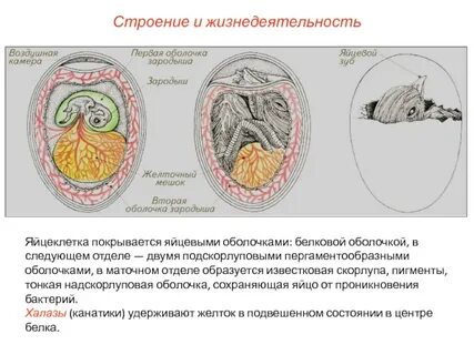 Кожное дыхание развитие плотной яйцевой оболочки