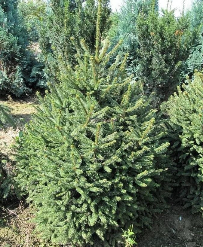 Ель обыкновенная компакта. Ель обыкновенная (Picea Abies "compacta")*. Ель Picea Abies compacta. Ель обыкновенная компакта Picea Abies compacta. Ель компакта