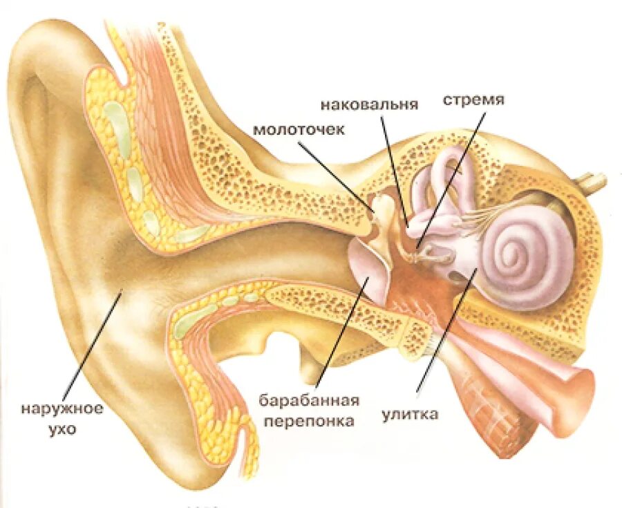 Органом слуха человека является. Барабанная перепонка строение уха человека. Строение ушной барабанной перепонки. Строение наружного уха барабанная перепонка. Барабанная перепонка строение уха.