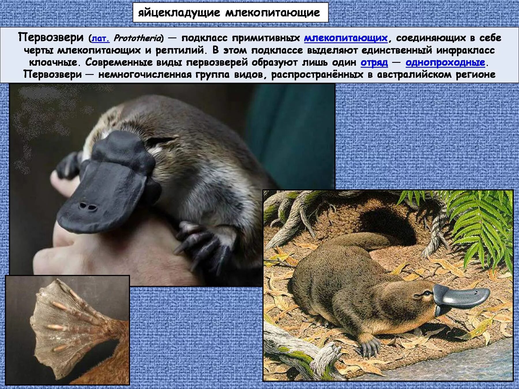 Почему яйцекладущие и сумчатые сохранились в основном. Первозвери яйцекладущие. яйцекладущие млекопитающие первозвери. первозвери клоачные. подкласс первозвери животные.