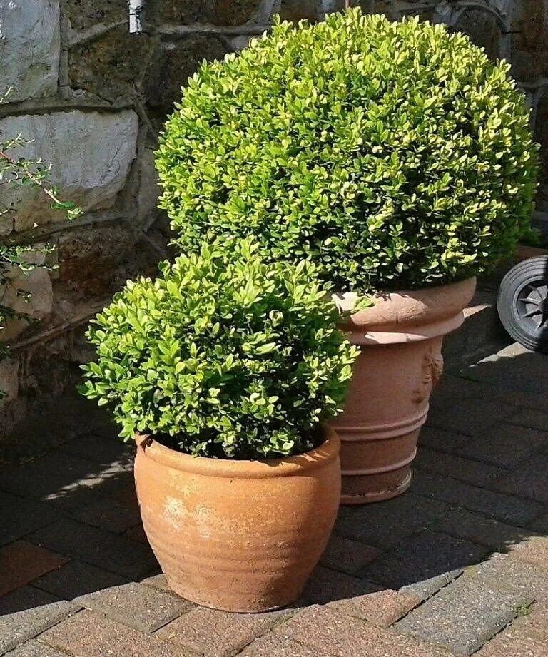 Самшит вечнозеленый купить фото и описание. Самшит Buxus. Buxus sempervirens самшит. Самшит Буксус вечнозеленый. Буксус (самшит) куст.