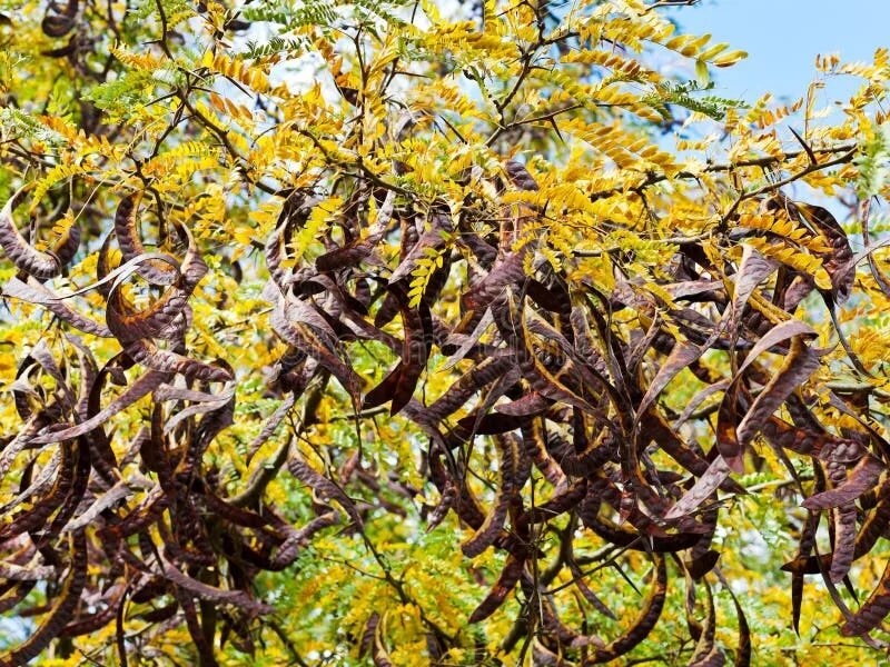 Орехи акации. Acacia auriculiformis. акация плоды. акация стручки. плоды африканской акации.