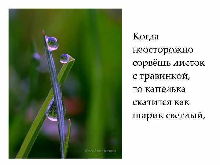 Капля по листику щелкнет и сорвется лист. Капля по листику щелкнет и сорвется лист