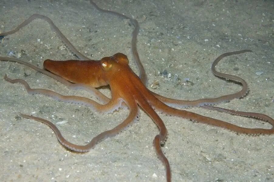 Осьминог Octopus Kaurna. Морские животные. Головоногие Спрут.