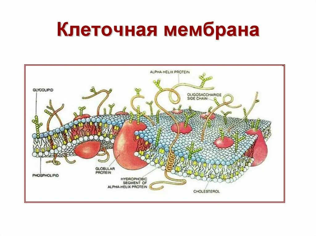 Основой мембран клеток. Клеточная мембрана биология 9 класс презентация. Клеточная мембрана (оболочка). Мембрана клетки.