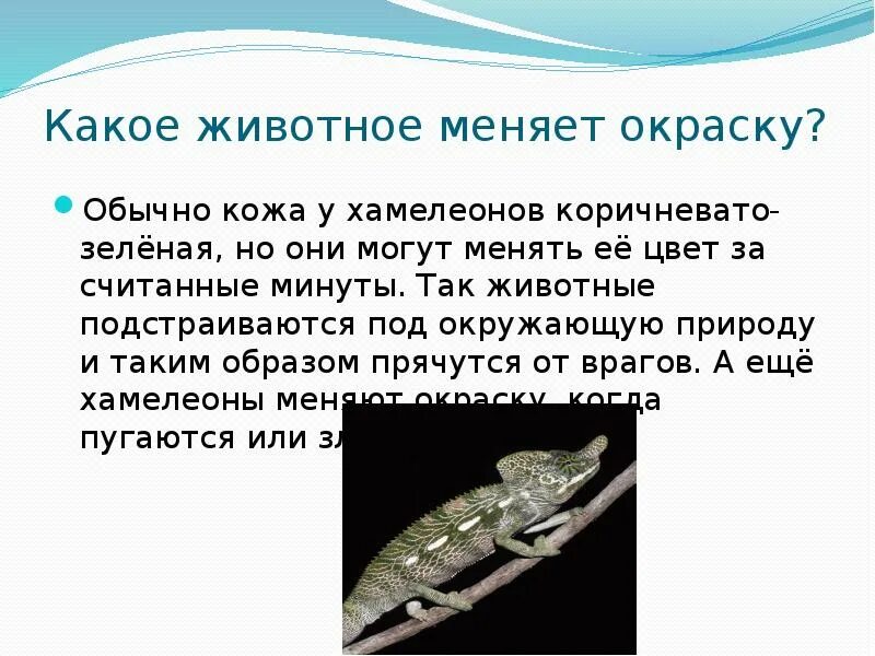 Ихтиостеги и стегоцефалы. Земноводные стегоцефалы. Эволюция нервной системы позвоночных таблица. Ихтиостеги и стегоцефалы. Легкие животных.