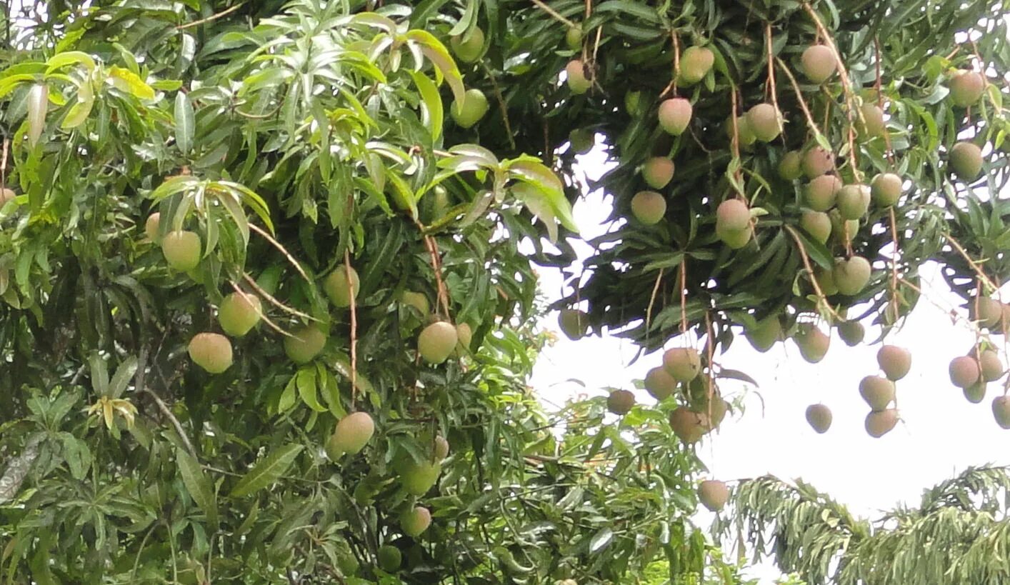 Манго дерево цветет. Манго дерево. Карликовое манговое дерево. Бразильское манговое дерево. Дерево манго цветет.
