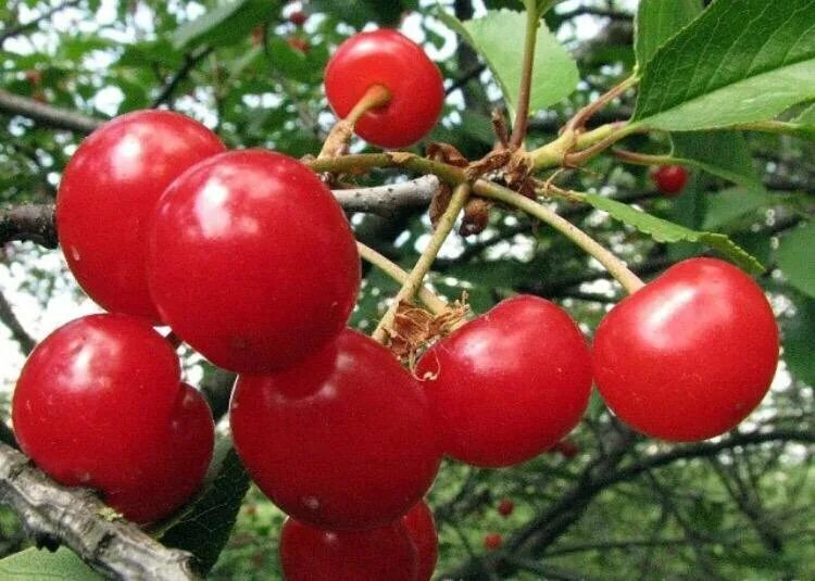 Вишня Шпанка. Вишня Шпанка Брянская. Сорт вишни Шпанка. Вишня Шпанка Брянская дерево.