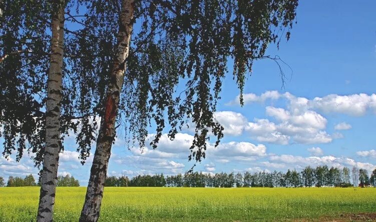 Поликарпова, т. две березы на Холме. Рэйви березы. Купола березы Волгоград. Российские просторы березы Есенин. Березки второй