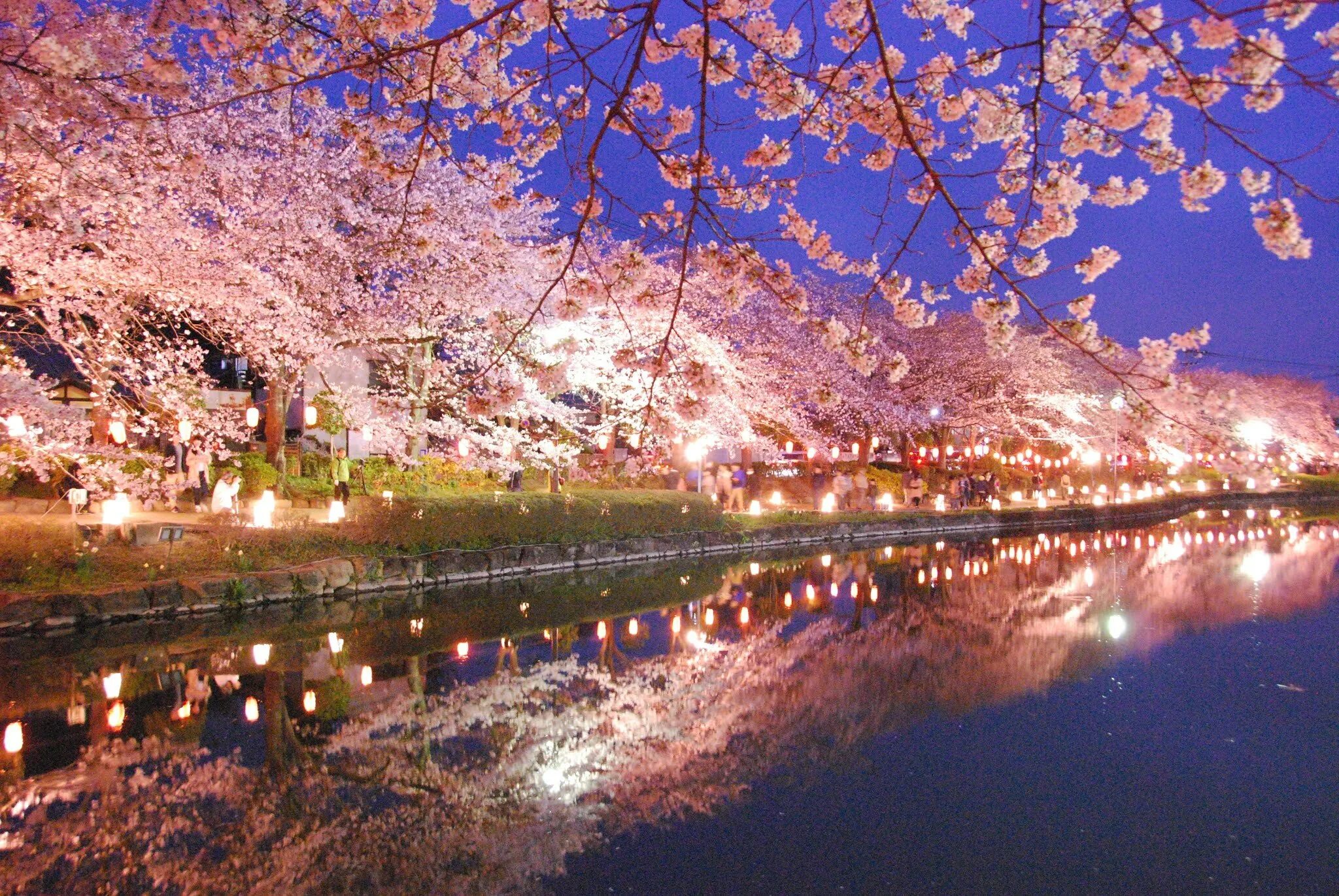 Сакура ночью. Кимчхон ночная Сакура. Токио Сакура. Пейзаж вечер Япония.