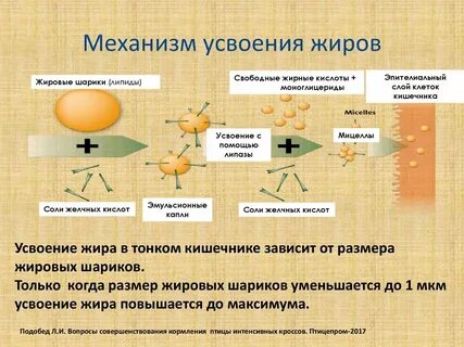 Почему организм не усваивает жиры