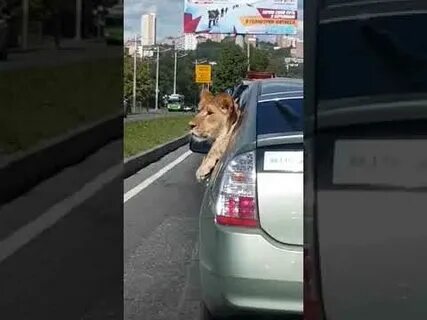 Лев авто владивосток