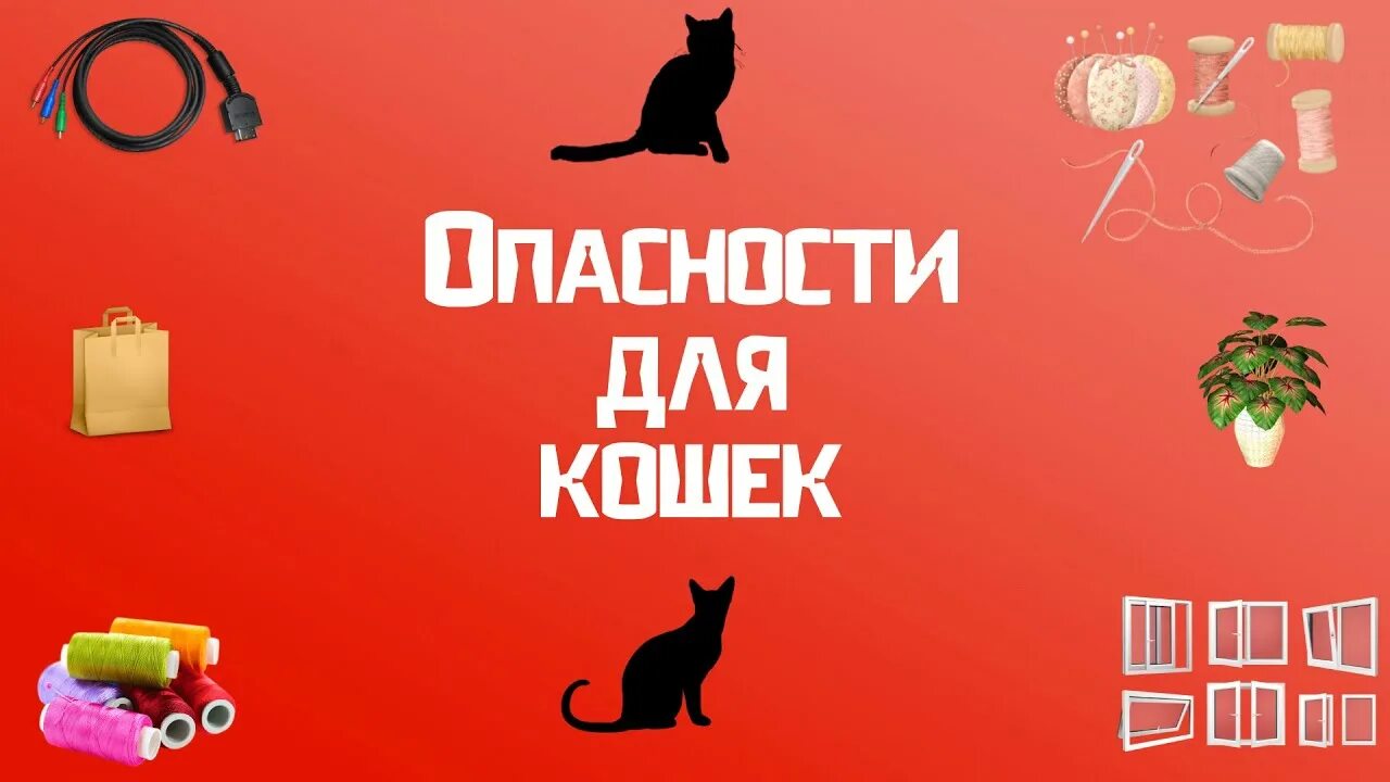 Кошка в опасности. Опасность для кошки в квартире. Опасность домашних кошек.