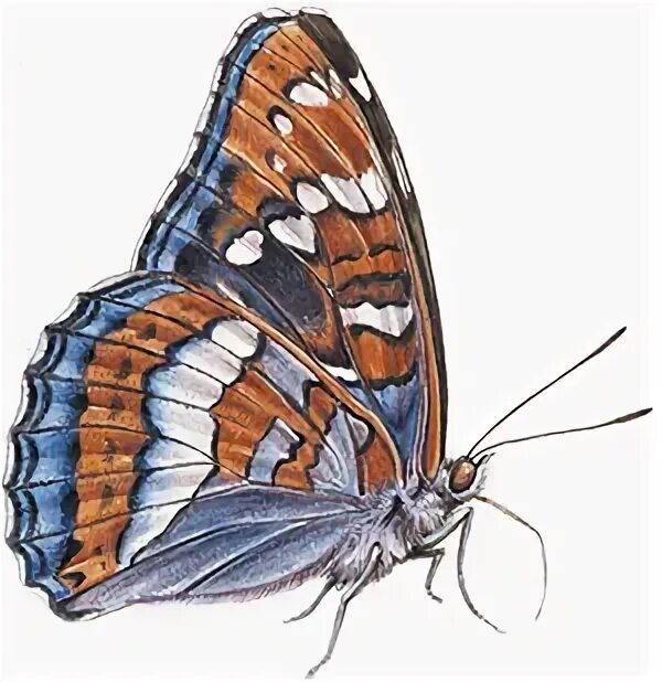 Ленточник Тополевый бабочка. Бабочка книжная иллюстрация. Бабочки ленточники рисунок. Тополевый ленточник бабочка раскраска.