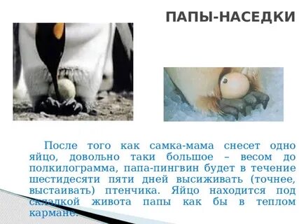 Появление птенцов в колонии пингвинов