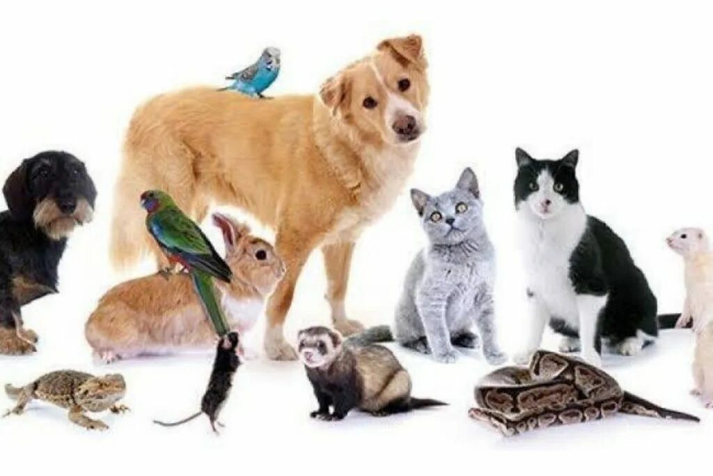 What are the most popular pets