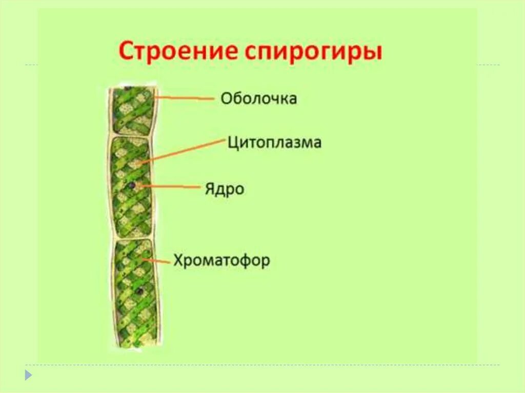 Клетка многоклеточных водорослей. Строение клетки водоросли спирогира. Многоклеточная водоросль спирогира. Спирогира схема строения. Спирогира водоросль строение.