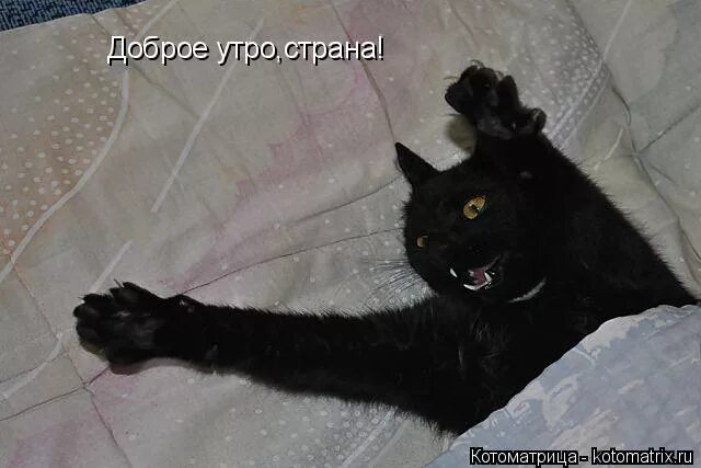 Доброе утро с черными котами. Диван кошка. Кот на столе. Открытки с добрым утром прикольные. Черный котик в кружке.
