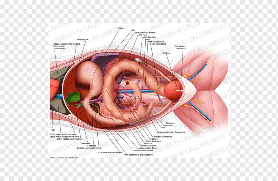 Анатомия брюшной полости кошки. Анатомия кошки органы брюшной полости. Внутреннее строение брюшной полости кошки. Асцит рентген брюшной полости. Анатомия кошки органы брюшной полости.