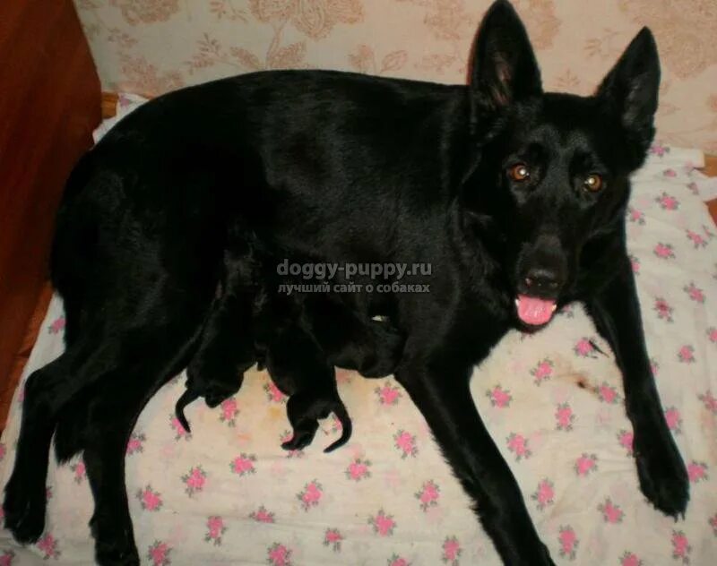 Как выглядят щенки черной немецкой овчарки Pin by bianca bailey on animals :) Black german shepherd puppies, German shepher