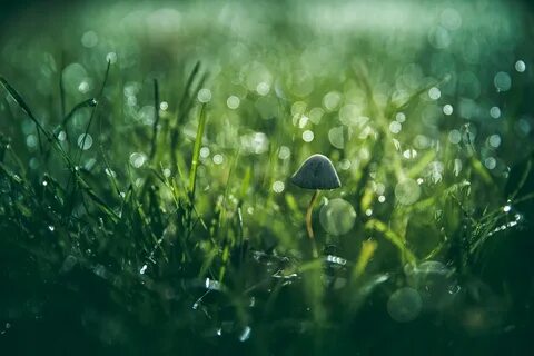 Morning dew