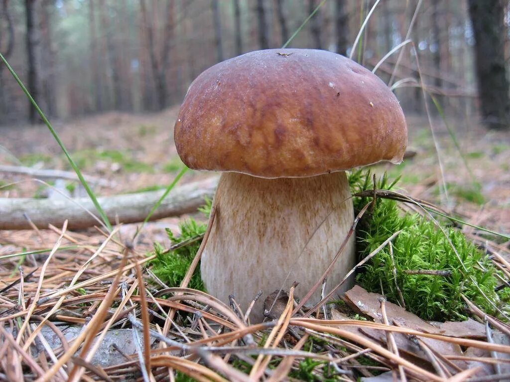 Белый гриб фото. Boletus edulis – белый гриб. Ложный Боровик белый гриб. Боровик Луговой. Белый гриб Боровик фото.