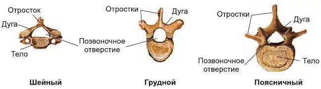Межпозвоночное отверстие образуется. Межпозвоночное отверстие образуется