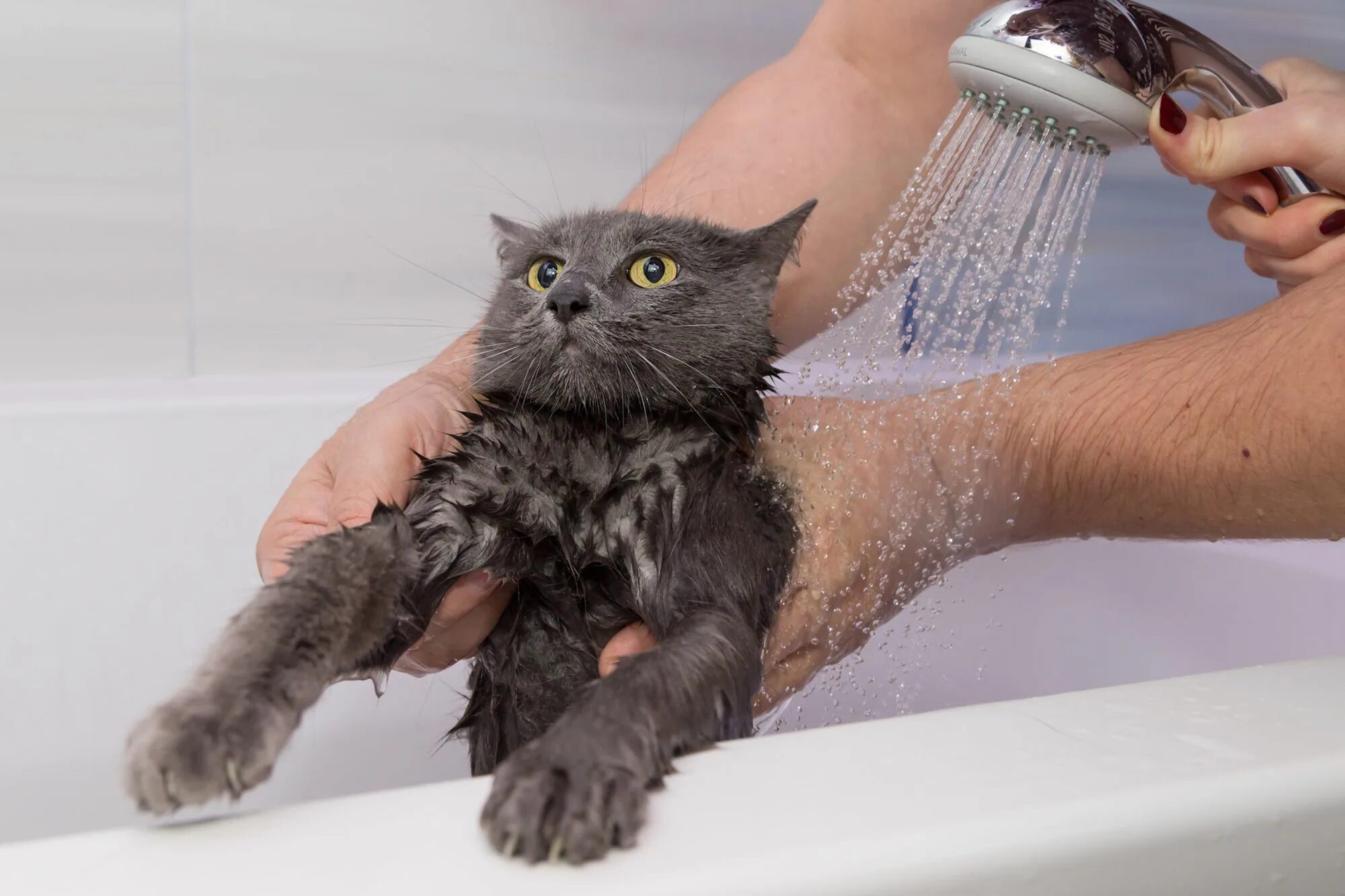 Receita natural para eliminar pulgas, carrapatos e outras pragas Cats, Cat bath,