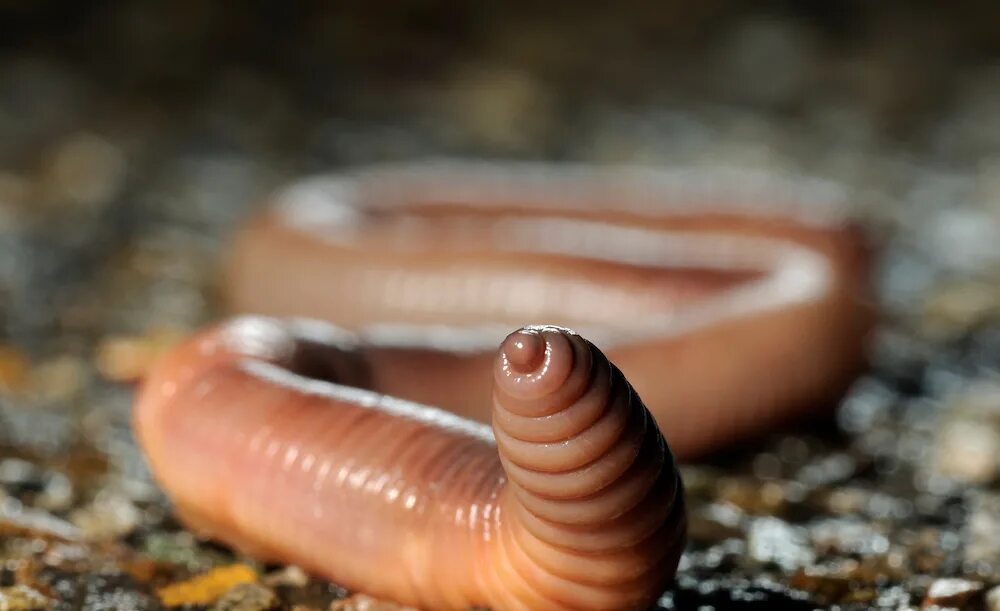 Червь Земляной (Lumbricus terrestris). Микрофотография дождевого червя. Маленькие черви кольчатые. Многощетинковые черви дождевой червь. Есть ли у червяков