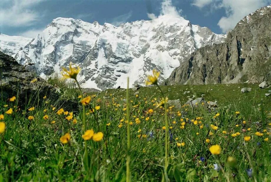 Национальный парк приэльбрусье флора. Озеро рица альпийские луга. Высокогорные растения. Альпийские луга в крыму. Какие растения растут в горах.