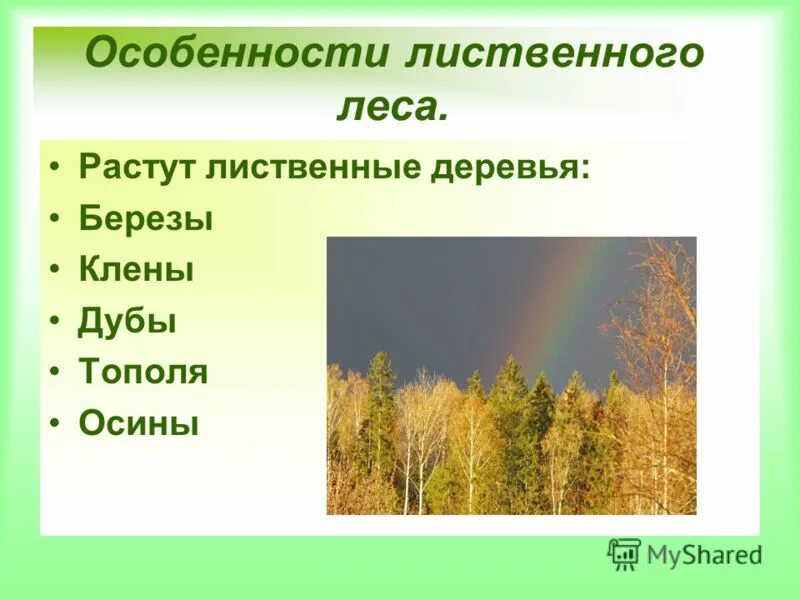 Характеристика лиственных лесов. Лиственные леса доклад. Лиственные деревья презентация. Сообщение о лиственном дереве. Шагая по пахучему лиственному