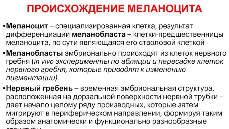 Меланоциты функции. Меланоцит строение. строение меланоцитов. клетки меланоциты. меланоциты строение.