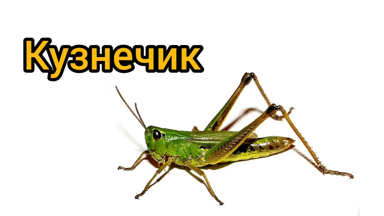Определение пола у кузнечиков. Сверчок гифка. Кузнечик на руке. Кузнечик на немецком. Кузнечик на немецком прослушать.