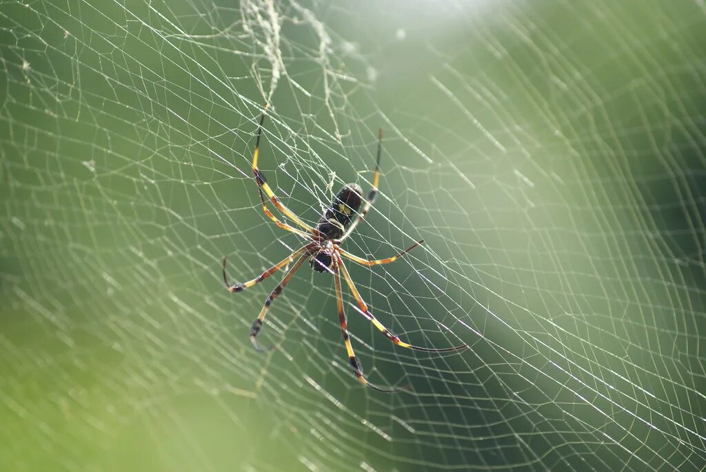 Spiders thread