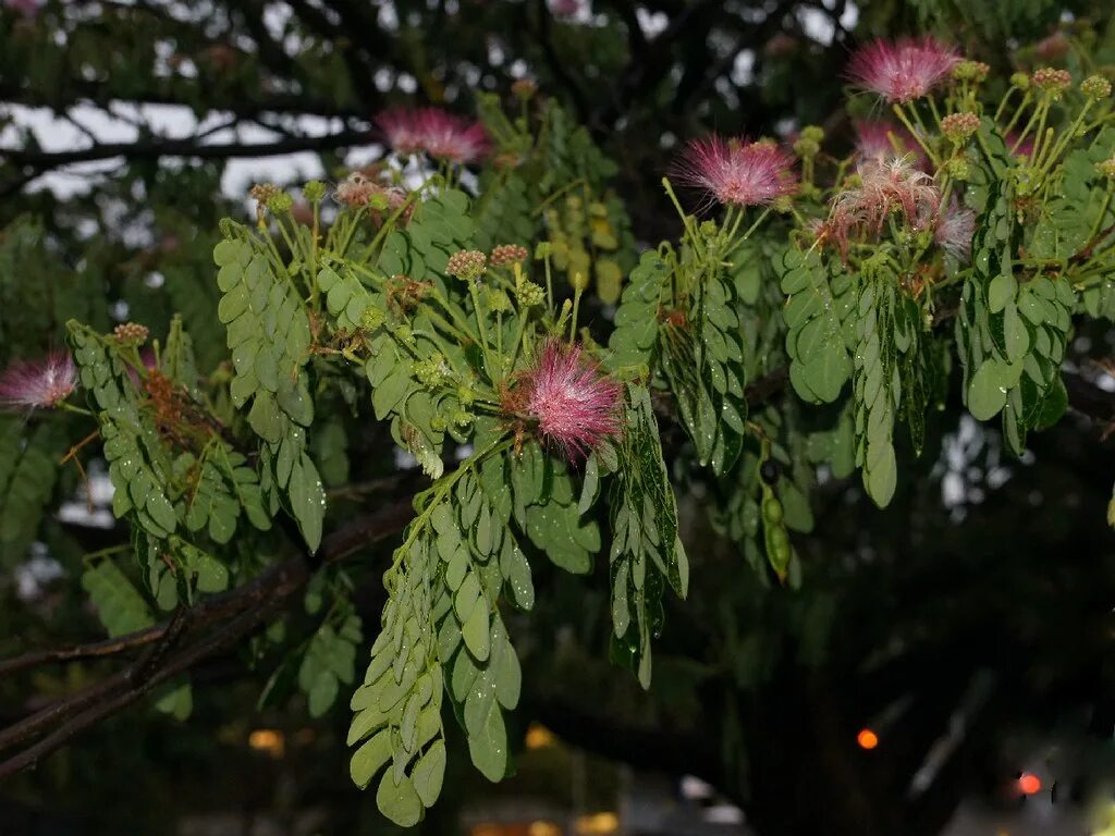 Rain tree. Саманея саман. samanea saman в россии. samanea saman (rain tree) (mimosa saman) (samsa) (maisamsa). rain tree samanea saman.