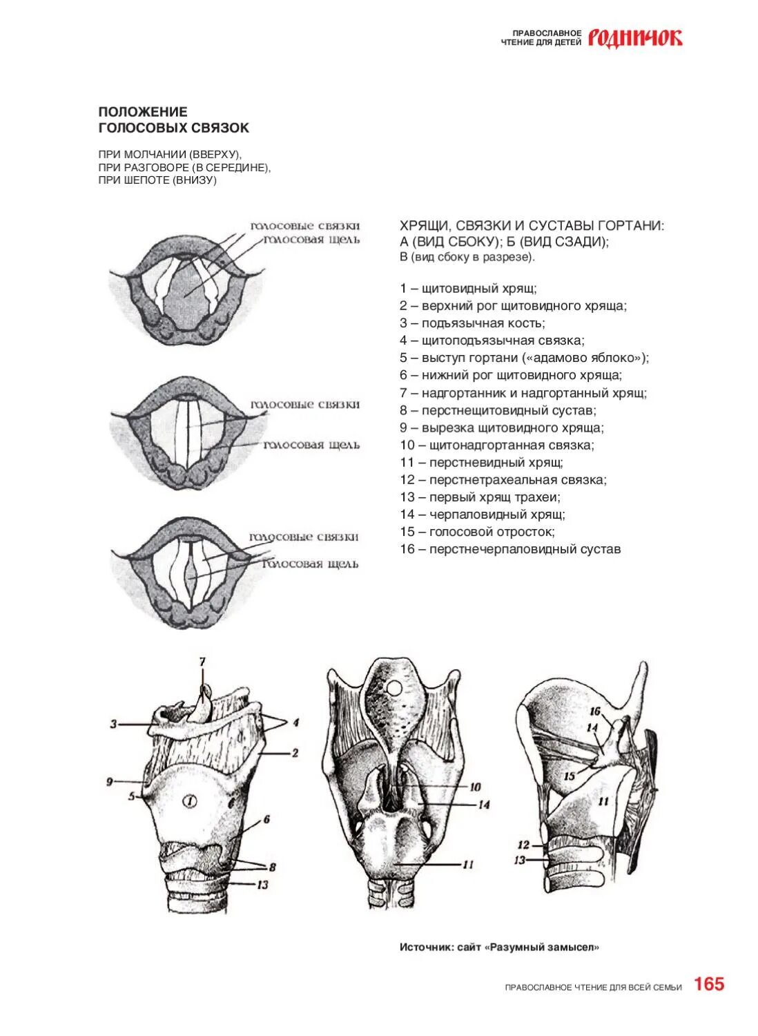 Положение голосовых связок. Положение голосовых связок при молчании. Положение связок при молчании. Положение голосовых связок при шепоте.