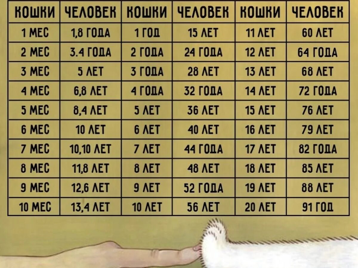 Таблица возраста кошек по человеческим меркам таблица. Сколько лет кошке по человеческим меркам таблица. Коту 12 лет сколько по человеческим меркам таблица. Возраст кошек на человеческий Возраст таблица. Какого года человек если ему 14