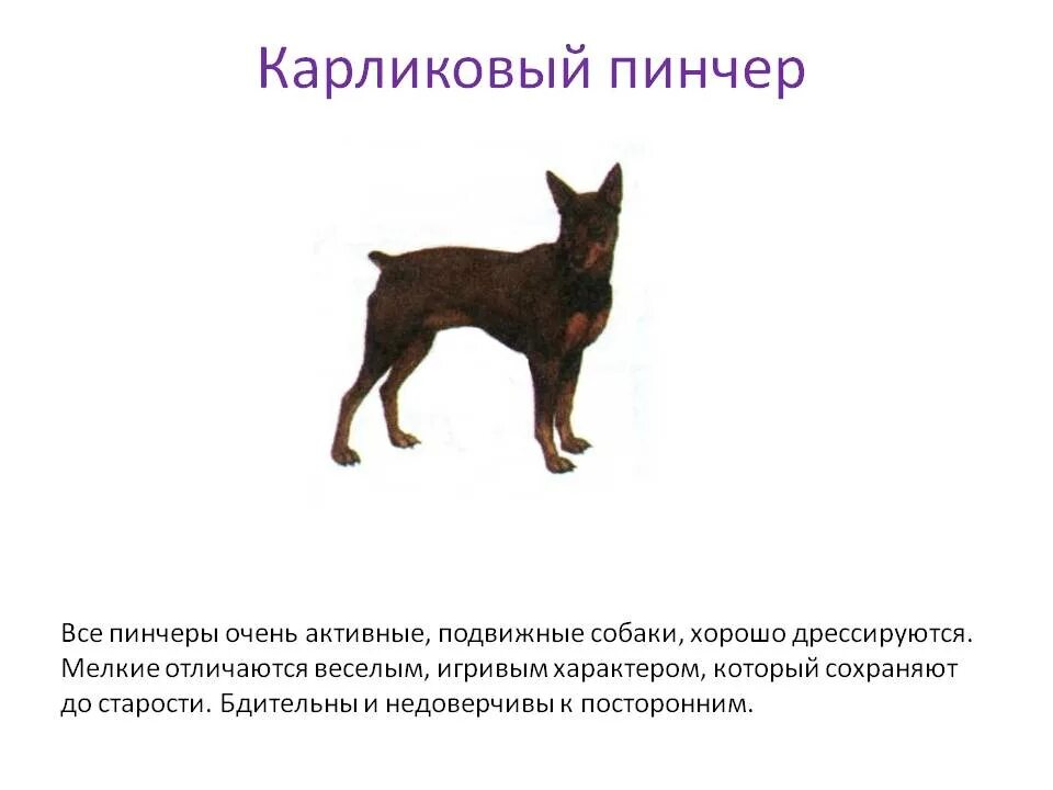 Карликовый пинчер. Цвергпинчер собака описание. Цвергпинчер собака описание. Карликовый пинчер (цвергпинчер). Немецкий пинчер и доберман.