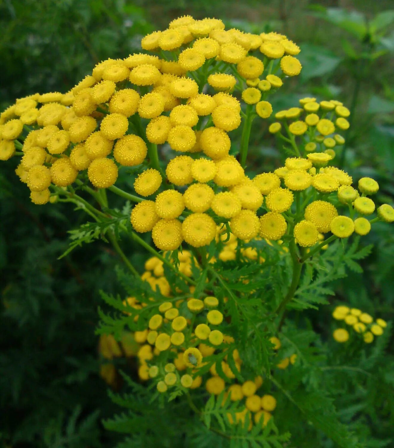 Пижма с полынью. Пижма с полынью. Тысячелистник пижма полынь. Тройчатка полынь пижма гвоздика. Пижма криспа.
