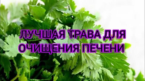 Лекарственные травы для печени