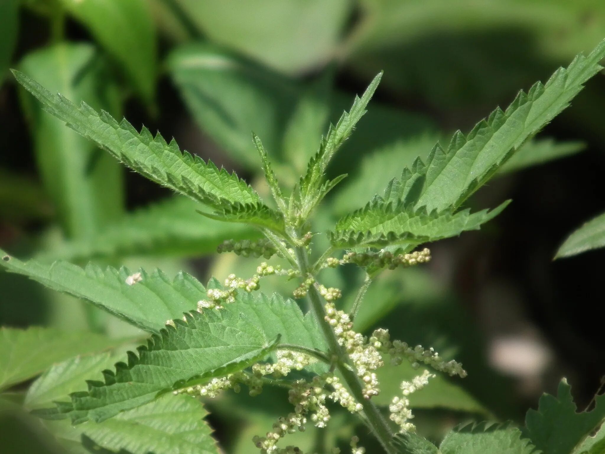 Колючая крапива. Крапива двудомная (Urtica dioica). Крапива Онгаонга. Уртика уренс. Крапива ГФ.